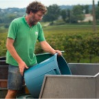Vendanges7