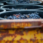 Vendanges9