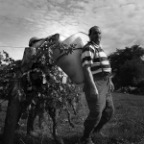 Vendanges6