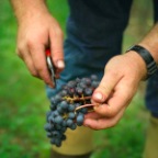 Vendanges5