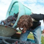 Vendanges4