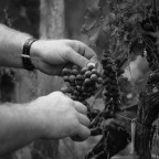 Vendanges3