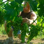 Vendanges2