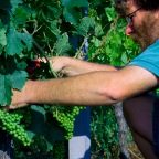 Vendanges1