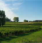 Vignoble3