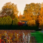 Vignoble2
