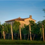 Vignoble1